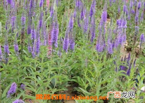 水蔓菁的功效与作用 水蔓菁有没有副作用