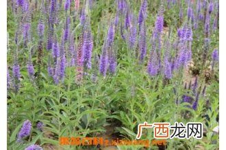 水蔓菁的功效与作用 水蔓菁有没有副作用