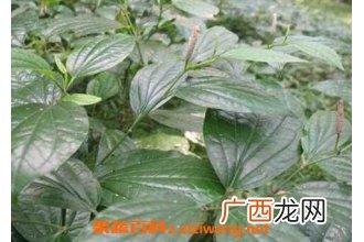 钻骨风与钻山风的区别