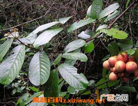 钻骨风与钻山风的区别