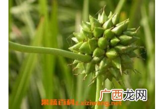 中药三陵的功效与作用及禁忌