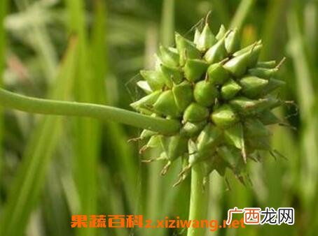 中药三陵的功效与作用及禁忌