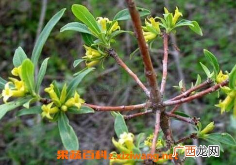 中药祖师麻的功效与作用及禁忌