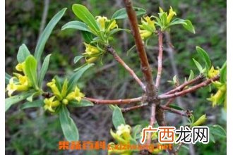 中药祖师麻的功效与作用及禁忌