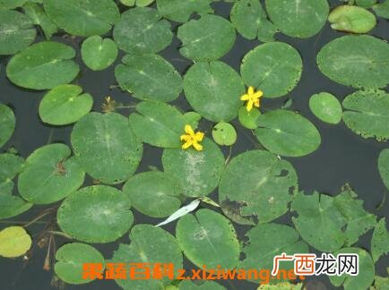 水鳖草怎么养殖 水鳖草的功效与作用