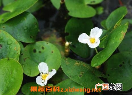 水鳖草怎么养殖 水鳖草的功效与作用