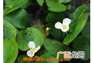 水鳖草怎么养殖 水鳖草的功效与作用