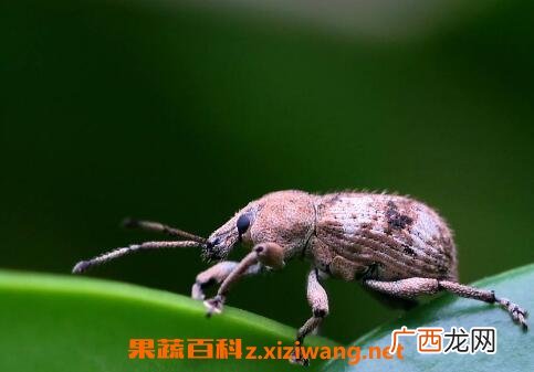 象甲虫的功效与作用 象甲虫宿主的功效