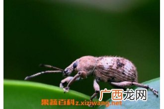 象甲虫的功效与作用 象甲虫宿主的功效