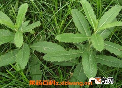中药小蓟的作用与副作用
