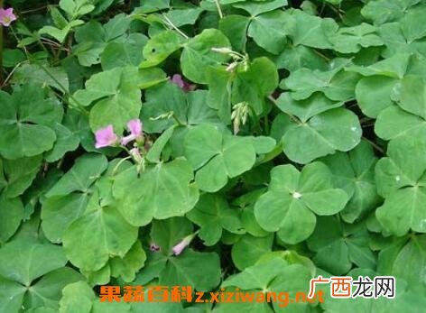 中药四叶莲的功效与作用