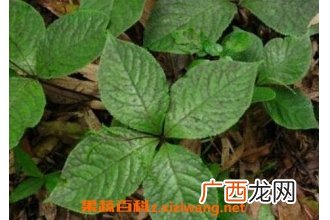 中药四叶莲的功效与作用