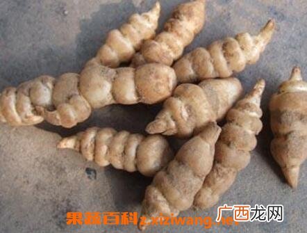 野生地环的功效与作用