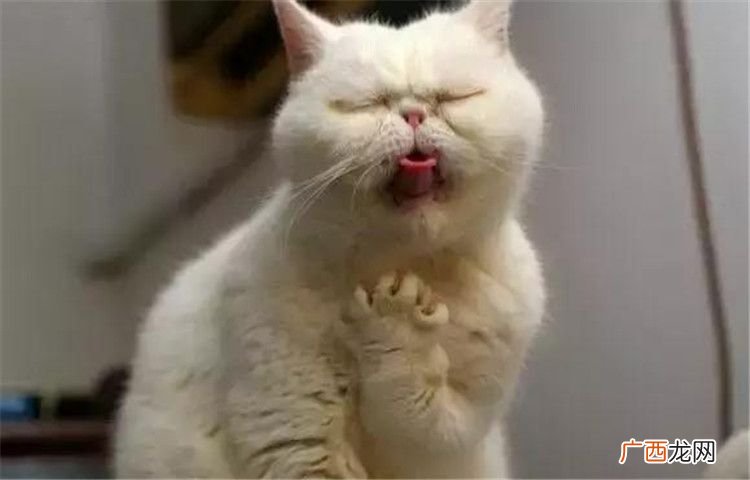 猫咪吃鱼食也可能会被鱼刺卡到吗？