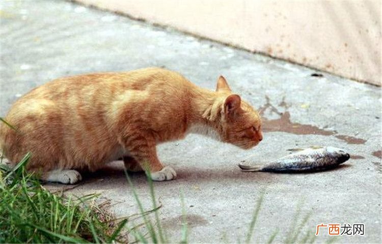 猫咪吃鱼食也可能会被鱼刺卡到吗？