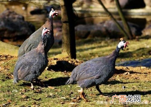 珍珠鸡为什么没人养 珍珠鸡养殖技术