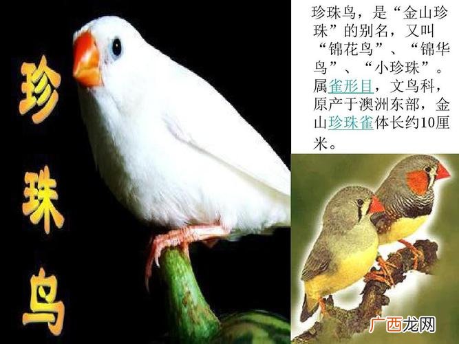 珍珠鸡为什么没人养 珍珠鸡养殖技术