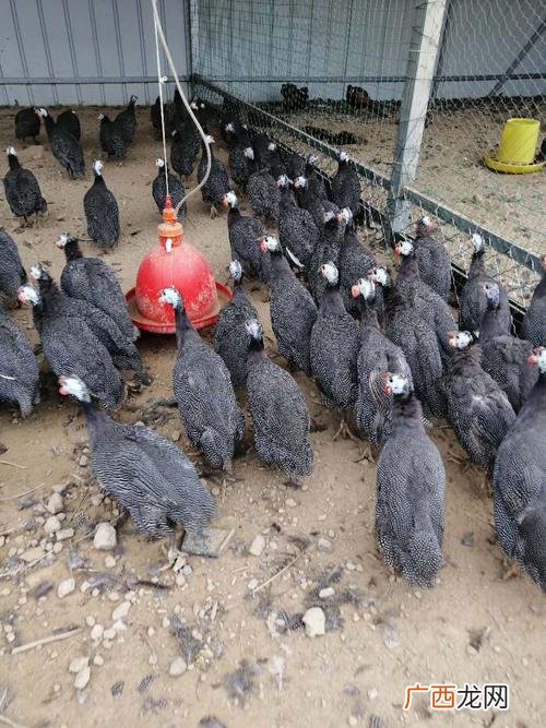珍珠鸡为什么没人养 珍珠鸡养殖技术