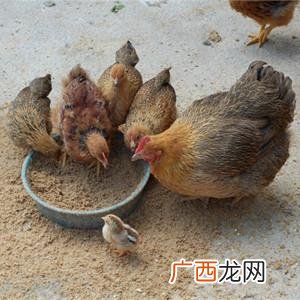 快大麻鸡养殖技术