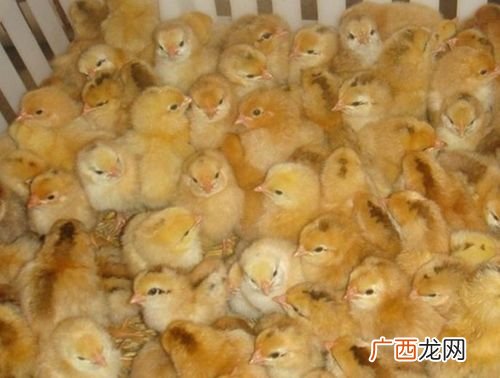 快大麻鸡养殖技术
