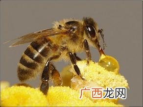 蜜蜂是如何授粉的 蜜蜂授粉技术