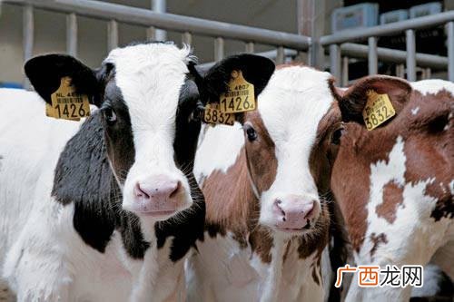 新生犊牛饲养管理技术 犊牛早期断奶技术实施方案