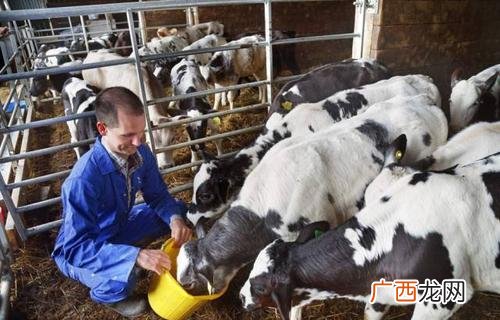 新生犊牛饲养管理技术 犊牛早期断奶技术实施方案