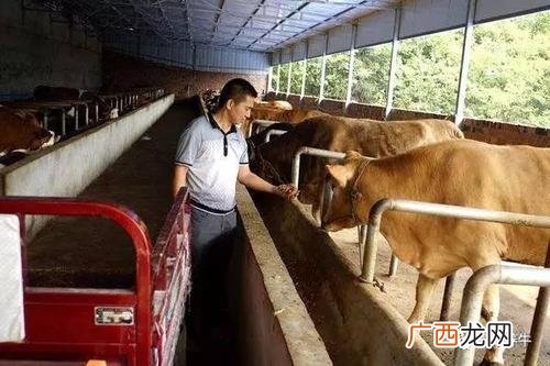 养牛技术和饲养方法视频 放养牛技术