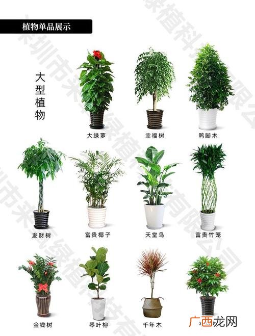 办公室养什么花 办公室花卉北京