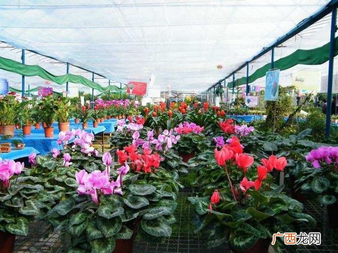 办公室养什么花 办公室花卉北京