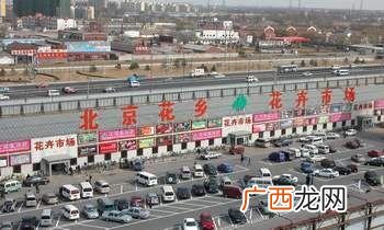 办公室养什么花 办公室花卉北京
