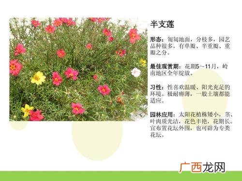 常见地被花卉 北京地区地被花卉