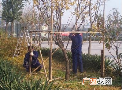 露地花卉防寒越冬的方法有 草木花卉越冬防寒的方法