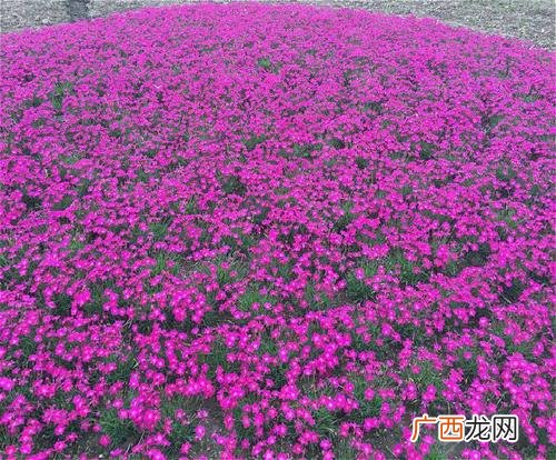 露地花卉防寒越冬的方法有 草木花卉越冬防寒的方法