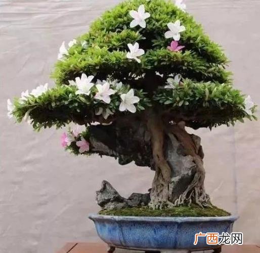 盆栽花卉盆景 花卉盆景养护