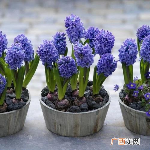 盆栽花卉盆景 花卉盆景养护