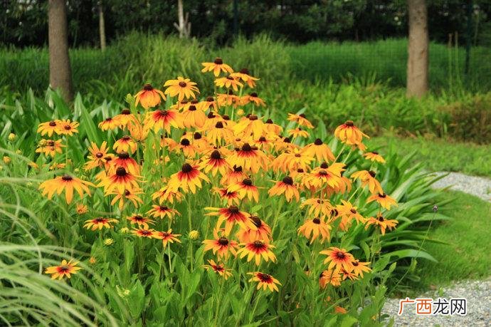 中国进口花卉公司有哪些 进口非洲菊花卉公司