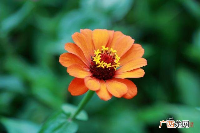 中国进口花卉公司有哪些 进口非洲菊花卉公司