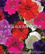 赤峰世杰花卉种植基地 内蒙赤峰花草花卉种子批发