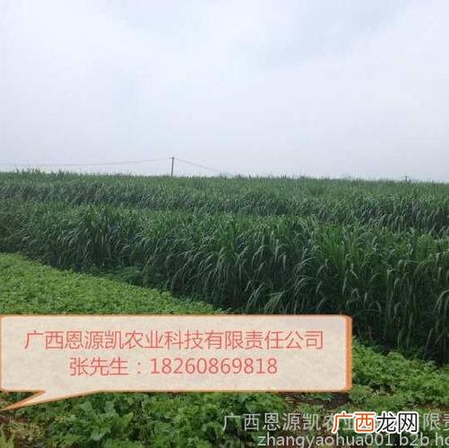 赤峰世杰花卉种植基地 内蒙赤峰花草花卉种子批发
