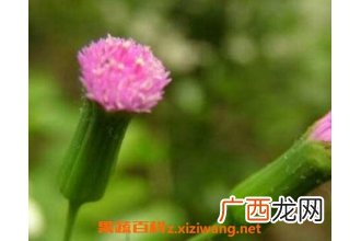中药一点红的功效与作用