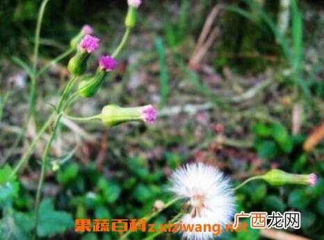 中药一点红的功效与作用