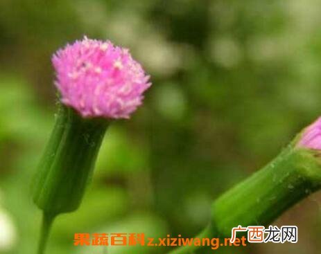 中药一点红的功效与作用