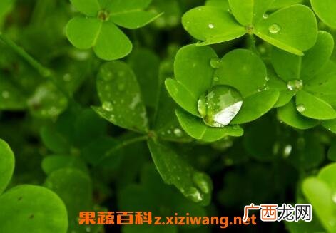 中药三叶草的功效与作用