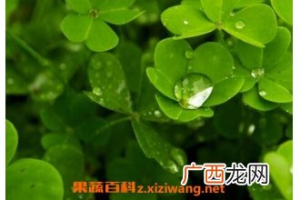 中药三叶草的功效与作用