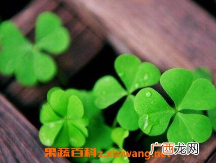 中药三叶草的功效与作用