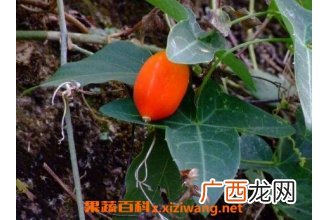 中药茅瓜的功效与作用