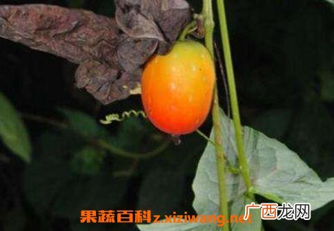 中药茅瓜的功效与作用