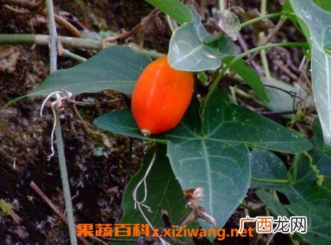 中药茅瓜的功效与作用