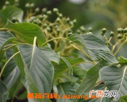 灯台树皮的功效与作用